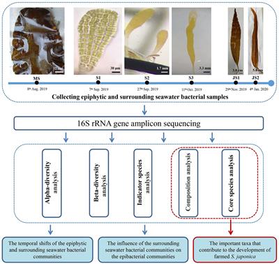 How do epiphytic and surrounding seawater bacterial communities shift with the development of the Saccharina japonica farmed in the Northern China?